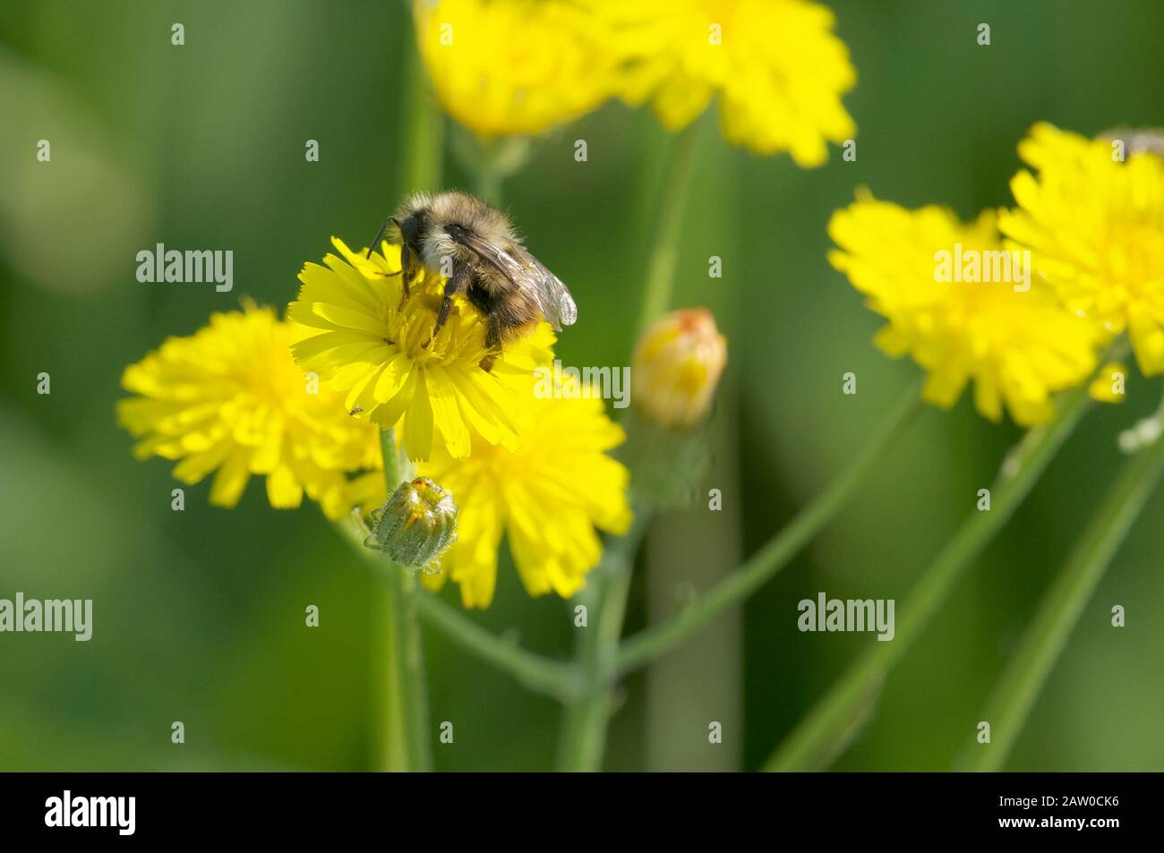A small Bumblebee (Bombus) collecting nectar from a yellow Cat`s Ear flower (Hypochaeris radicata). Stock Photo
